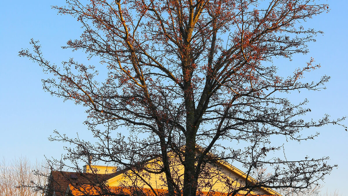 Stay Cool and Save Money: How Shade Trees Can Lower Your Energy Bills