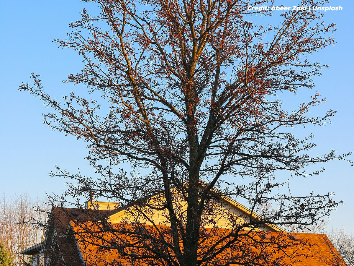 Stay Cool and Save Money: How Shade Trees Can Lower Your Energy Bills