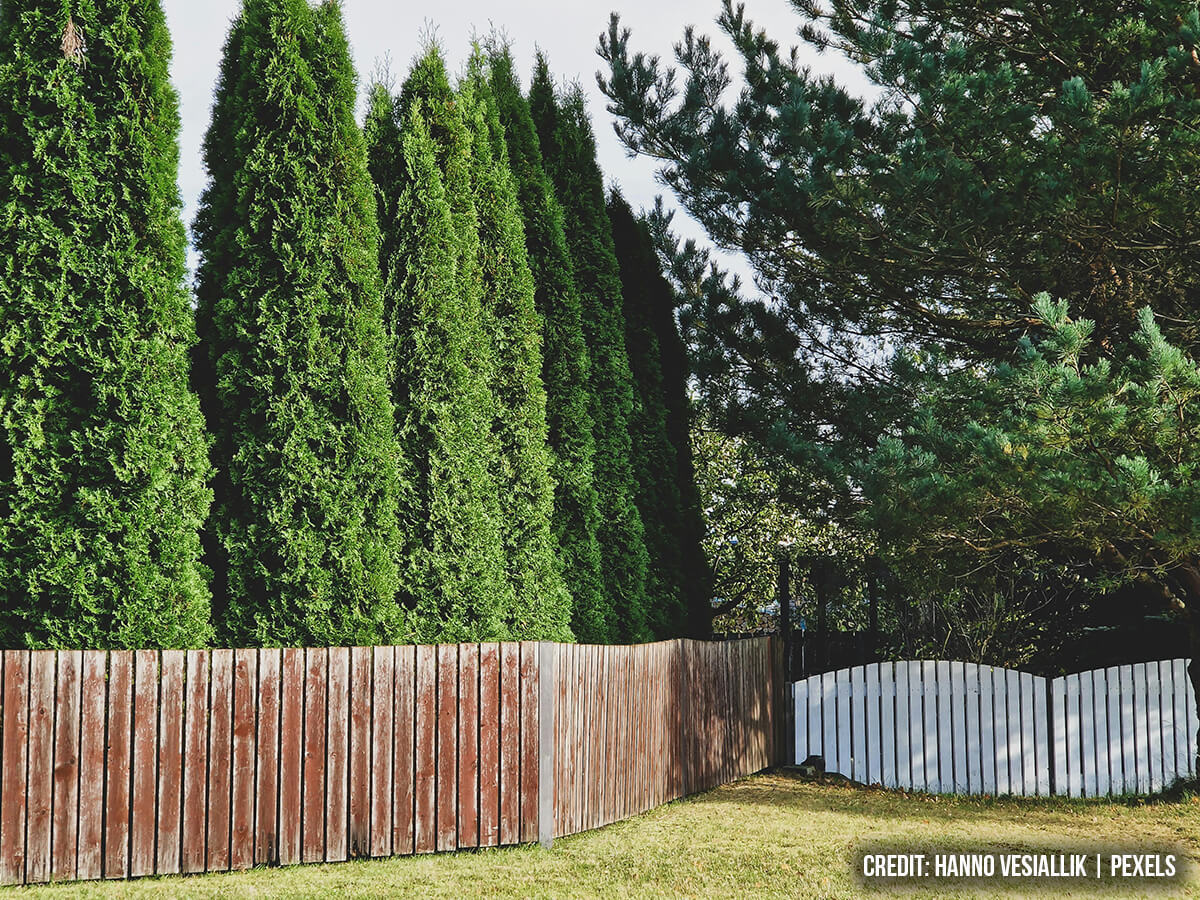 Defining the Living Boundary