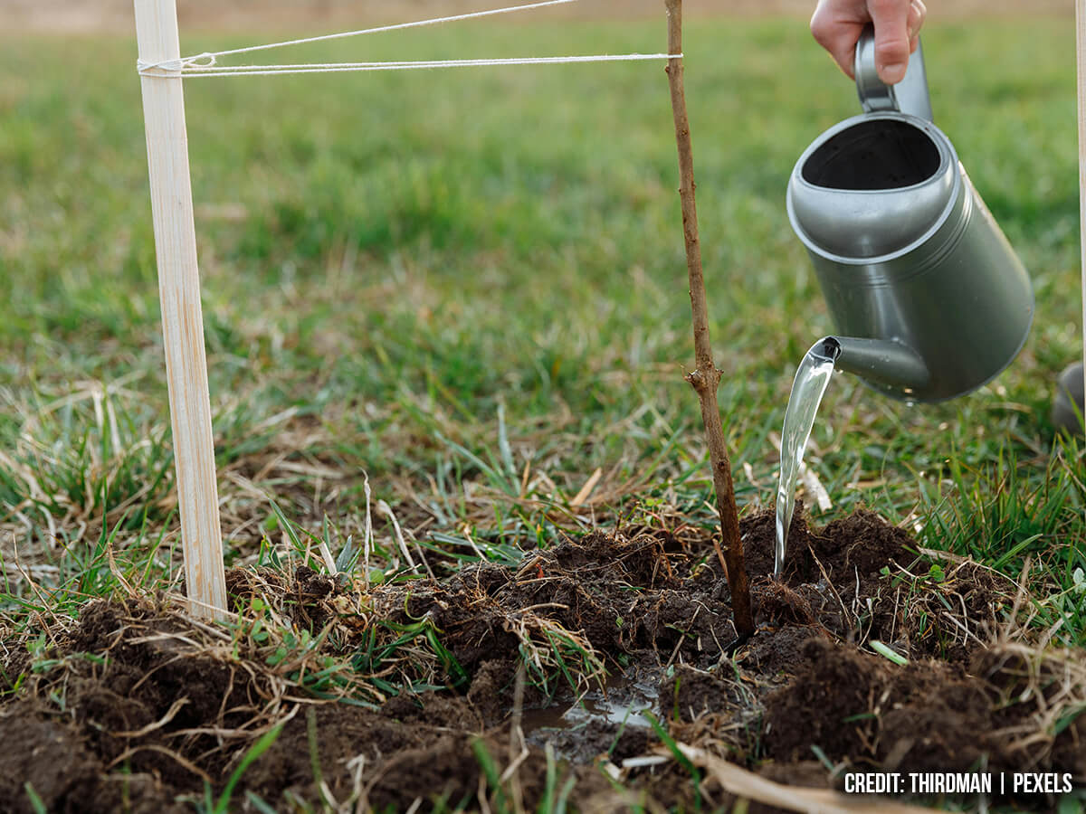 Implementing Treatment and Care