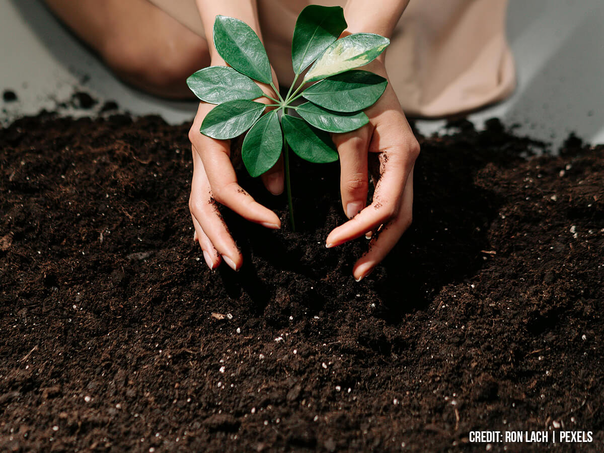 Investigating the Root Zone