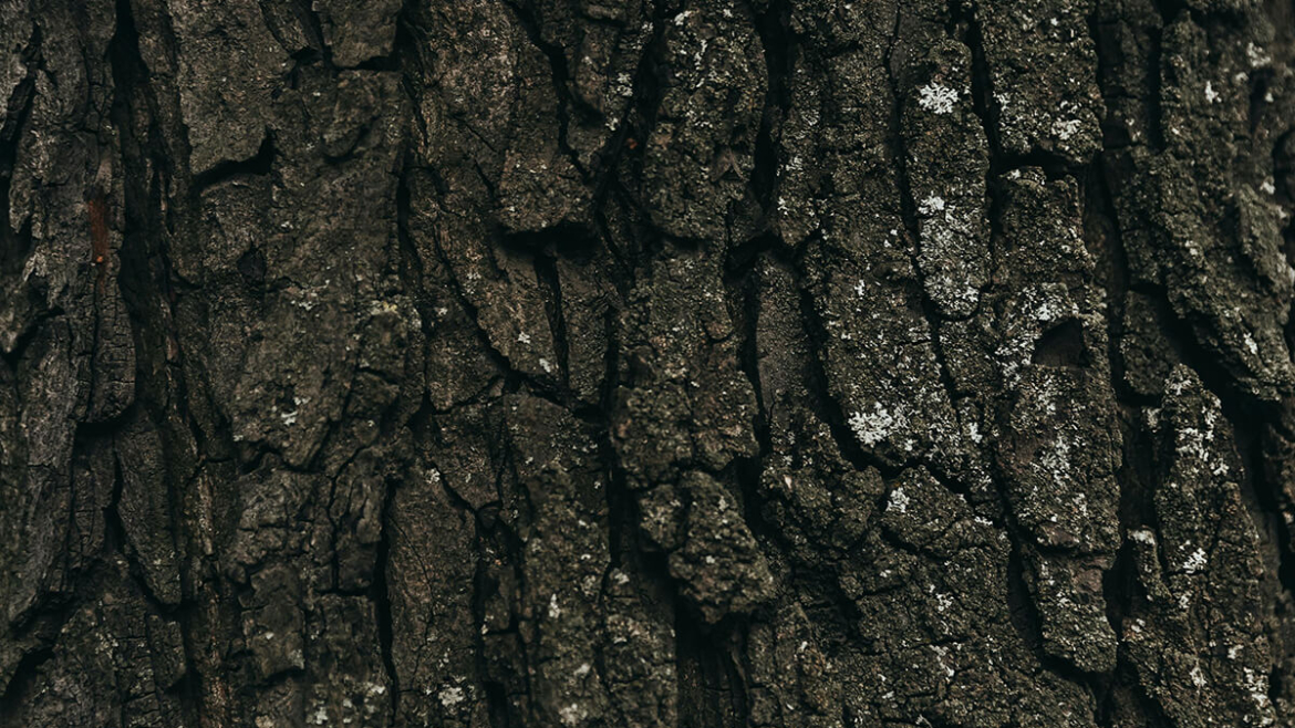 Is My Tree Sick? A Homeowner’s Guide to Diagnosing and Treating Common Issues