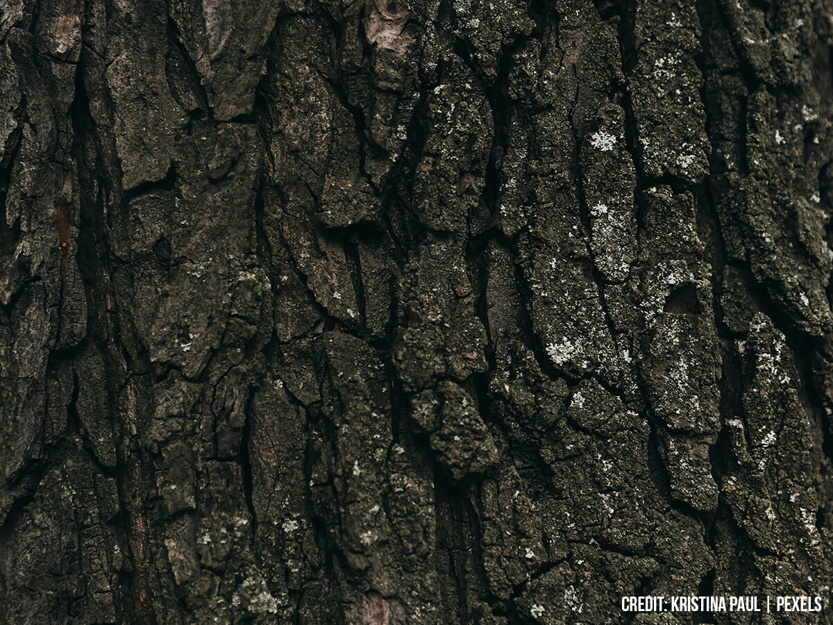 Is My Tree Sick? A Homeowner’s Guide to Diagnosing and Treating Common Issues