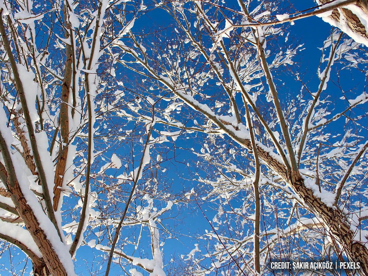 Natural Snow Management