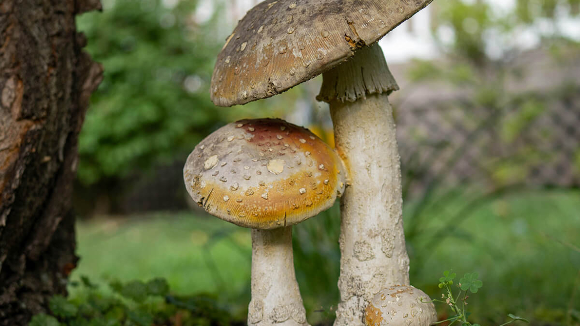 Nipping It in the Bud: A Proactive Guide to Spring Pest and Disease Prevention