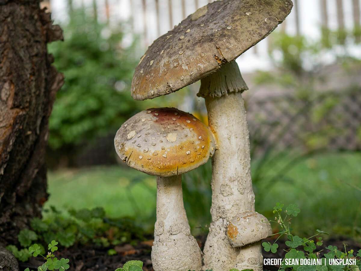 Nipping It in the Bud: A Proactive Guide to Spring Pest and Disease Prevention