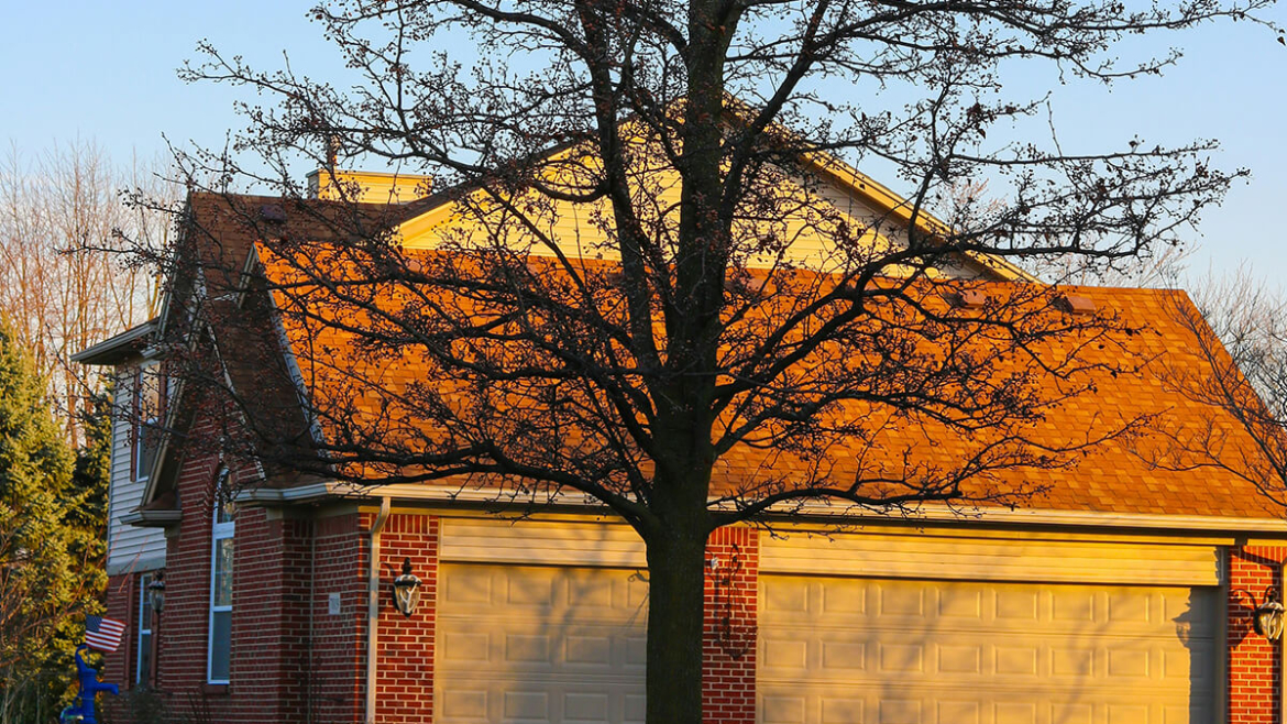 The Economics of Cool: A Detailed Analysis of How Shade Trees Reduce Energy Costs