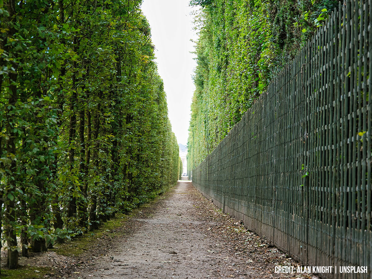 The Green Curtain Effect: How Evergreen Privacy Trees Transform Backyard Living Spaces Year-Round