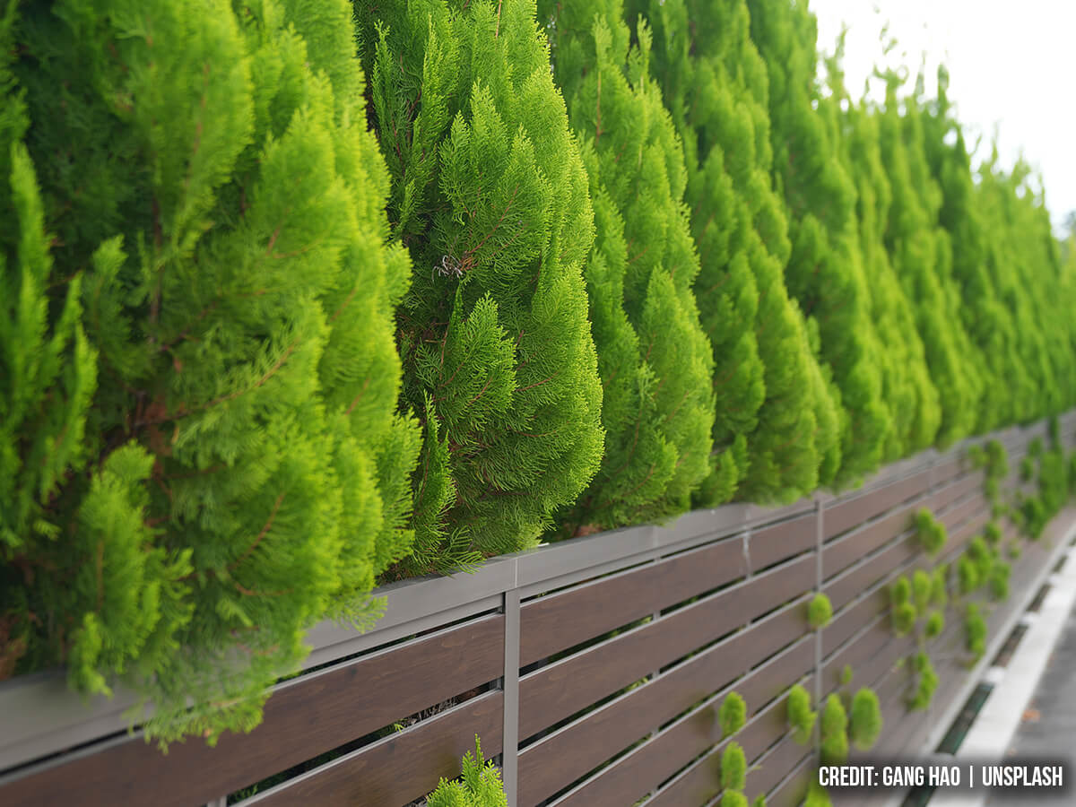 How Do Your Trees Muffle Noise Pollution and Restore Peace? 6 Ways They Help