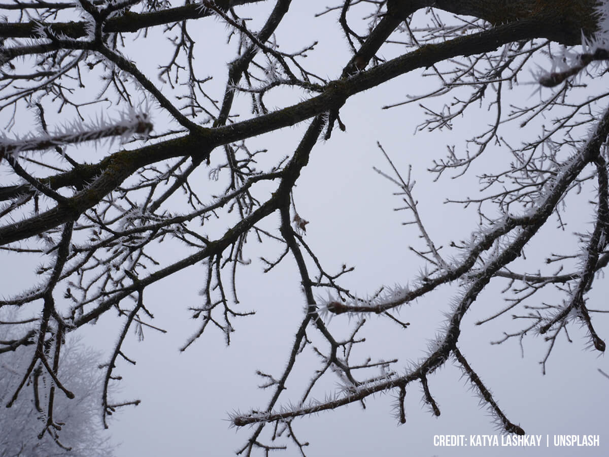 Investigate Potential Winter Injury and Frost Damage