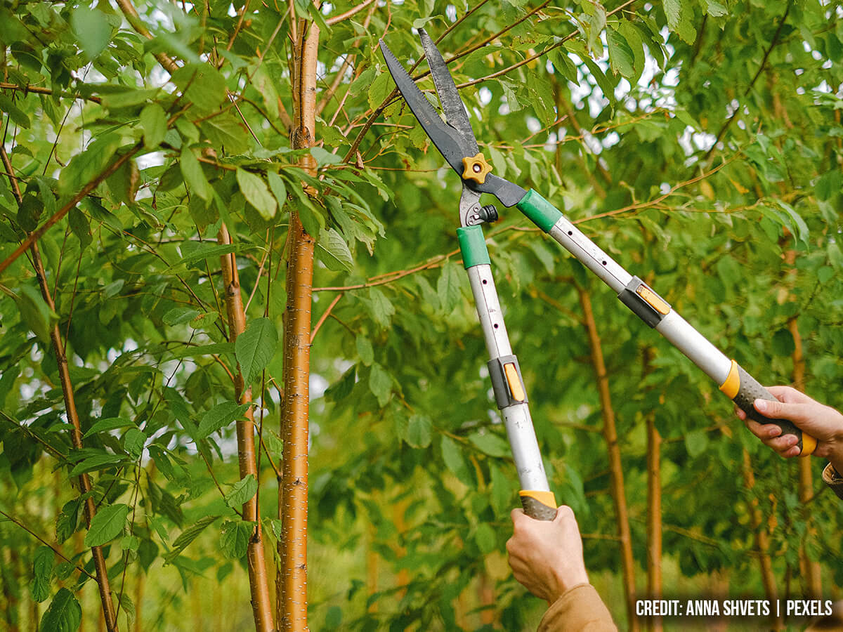 Prune for Health and Safety