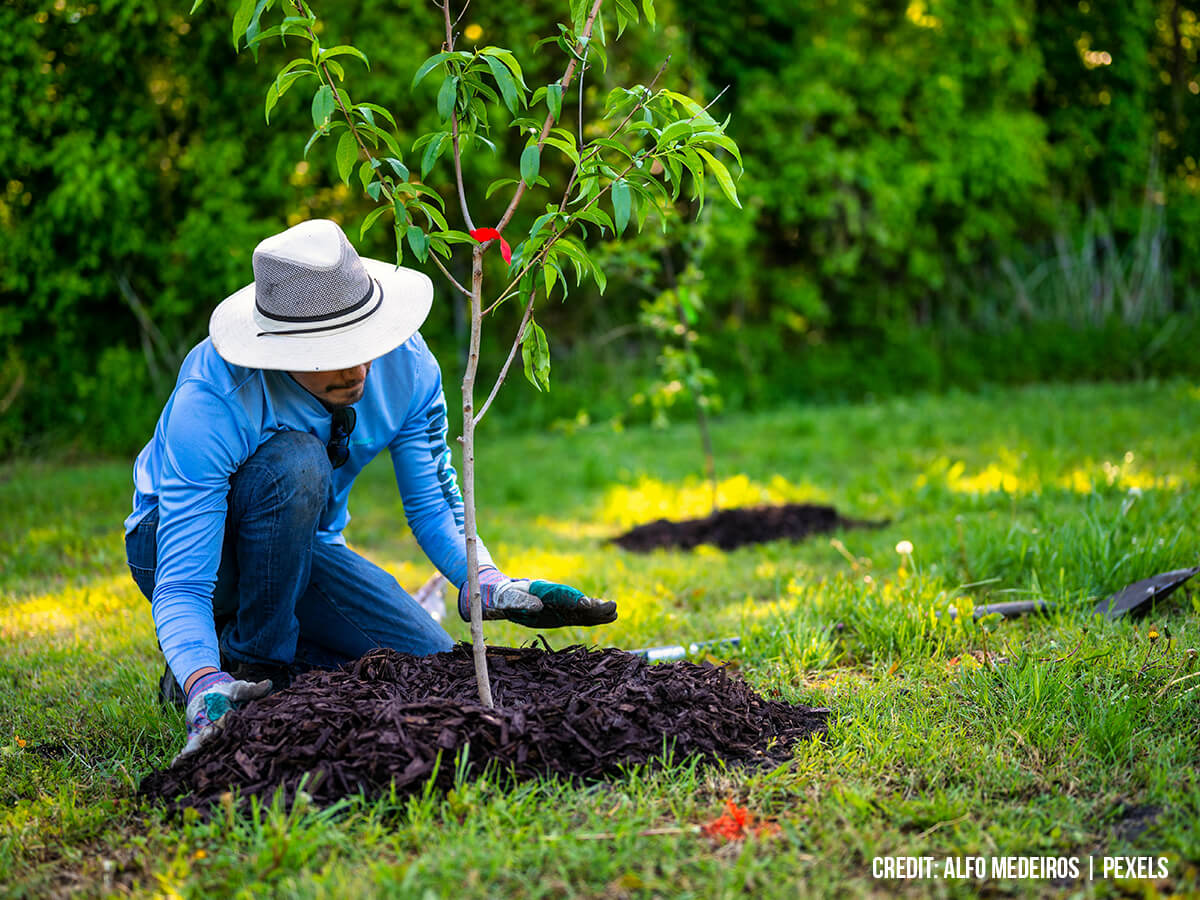 Re-Apply Mulch Correctly