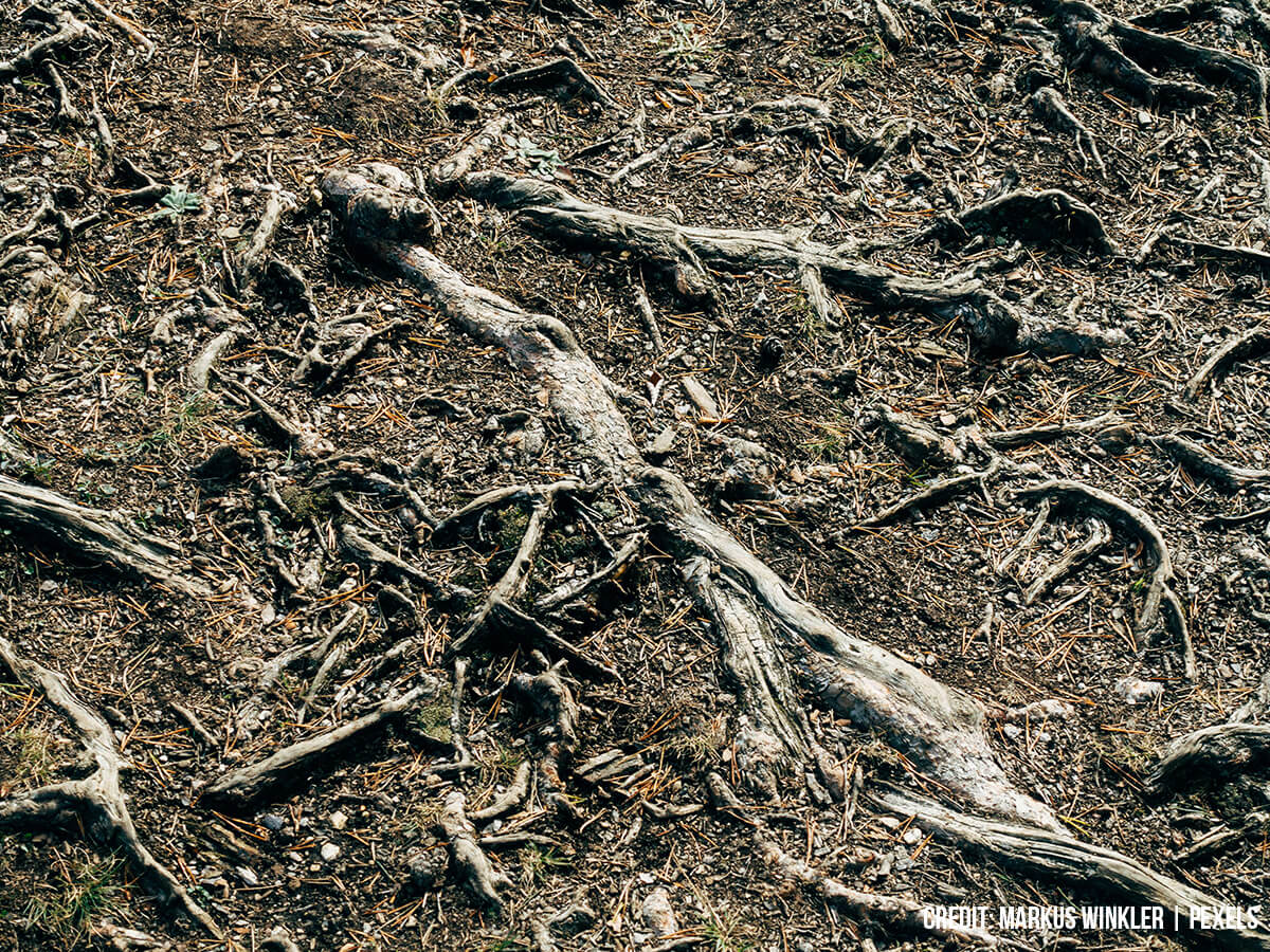 Soil and Leaf Litter as Acoustic Carpets