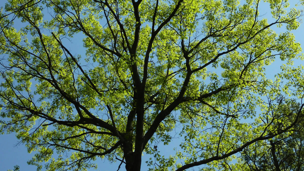 What Do You Need to Do to Prep Your Trees for Spring? 7 Steps to Start Spring Right