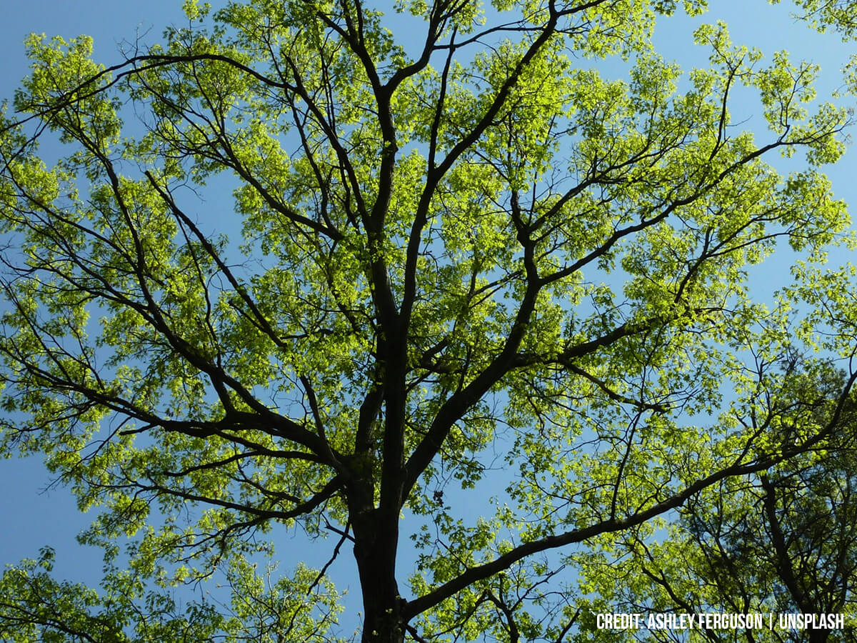 What Do You Need to Do to Prep Your Trees for Spring? 7 Steps to Start Spring Right