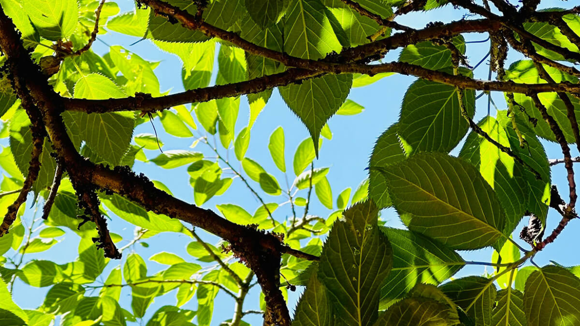 Why Are Spring Mulching and Hydration Key to Summer Shade? 10 Reasons Why They Work