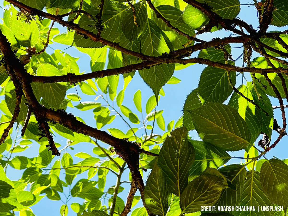 Why Are Spring Mulching and Hydration Key to Summer Shade? 10 Reasons Why They Work