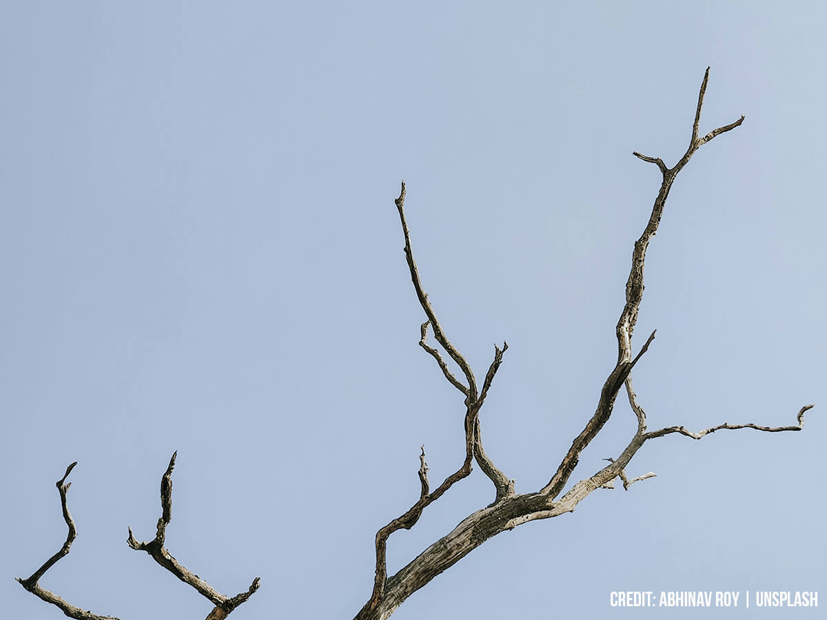 Why Is Your Tree Not Leafing Out? A Homeowner’s Diagnostic Guide to Spring Delays