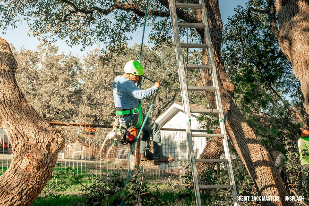 DON’T: Attempt Major Tree Work Yourself