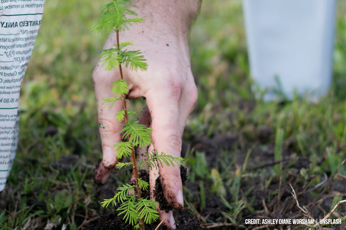 DON’T: Fertilize Immediately After Injury