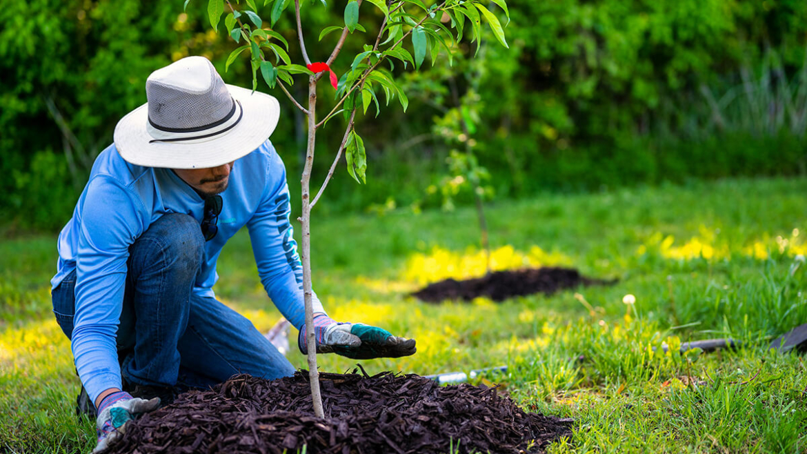 How Do You Mulch? 7 Tips for Insulating Your Tree