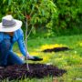 How Do You Mulch? 7 Tips for Insulating Your Tree