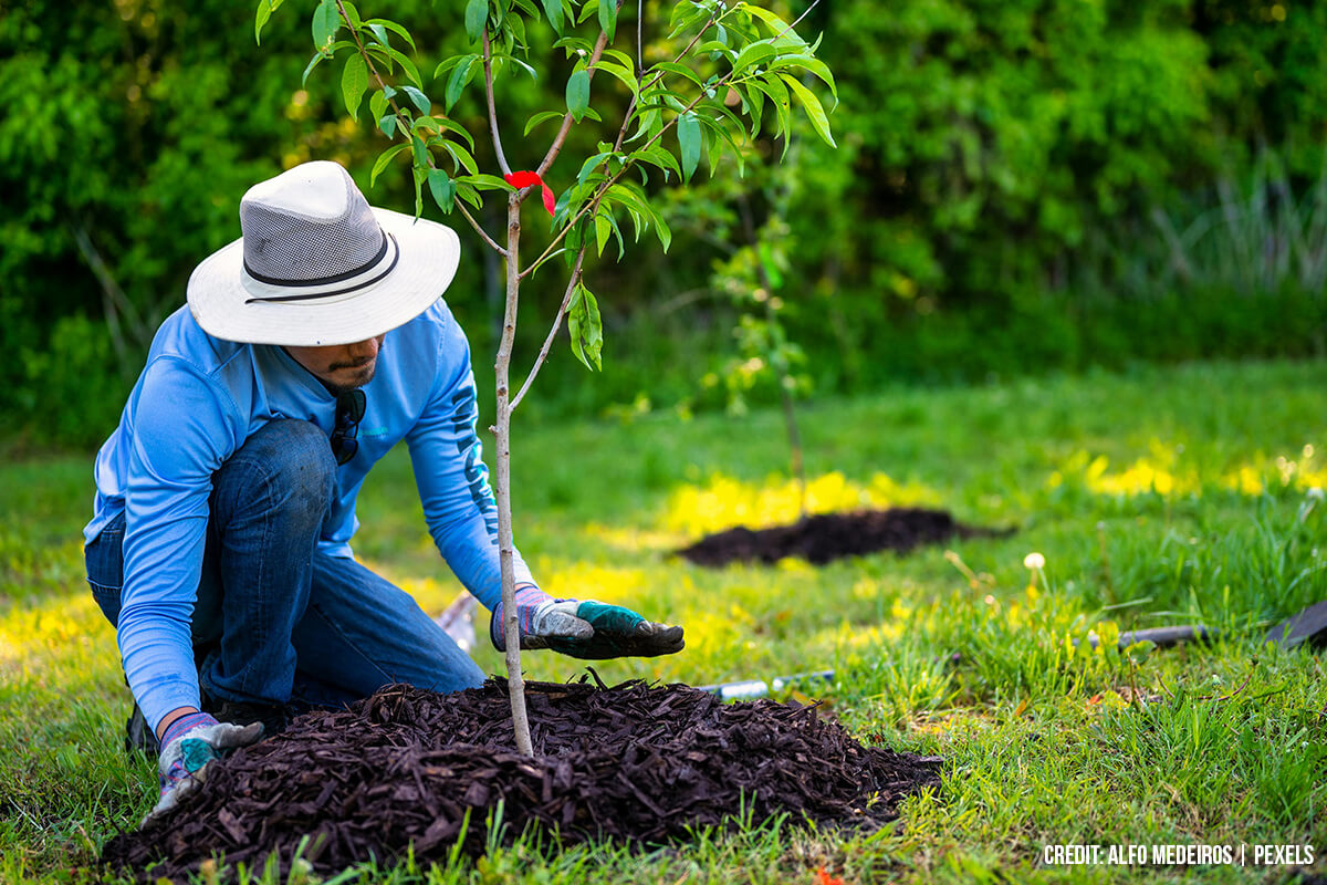 DON’T: Ignore the Mulch Layer