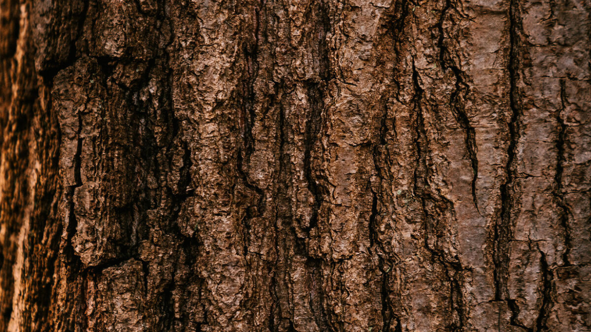 Know Tree First Aid? 10 Do’s and Don’ts of Managing Bark Injuries