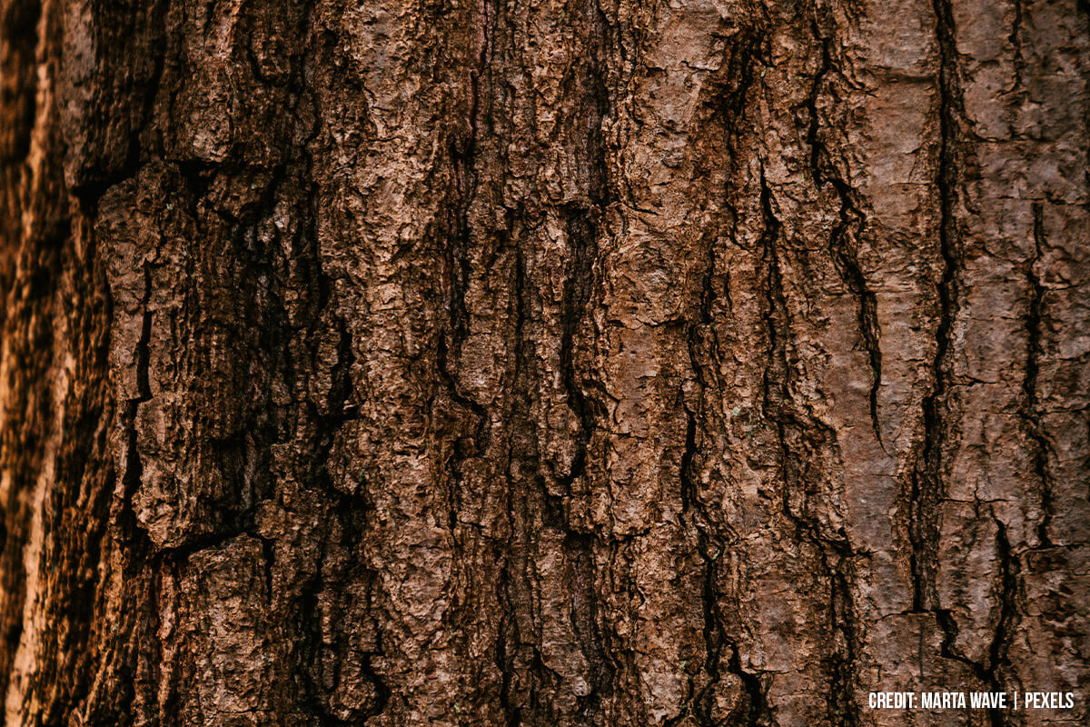Know Tree First Aid? 10 Do’s and Don’ts of Managing Bark Injuries