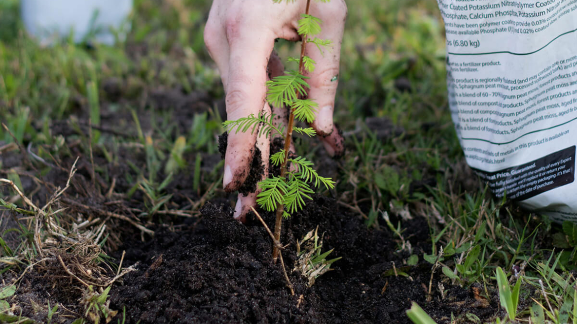 Know Where to Plant? Choosing the Perfect Spot for Your Future Shade