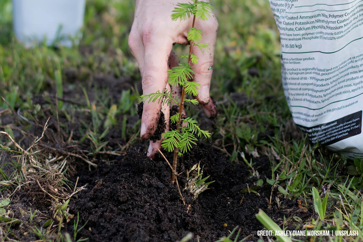 Know Where to Plant? Choosing the Perfect Spot for Your Future Shade