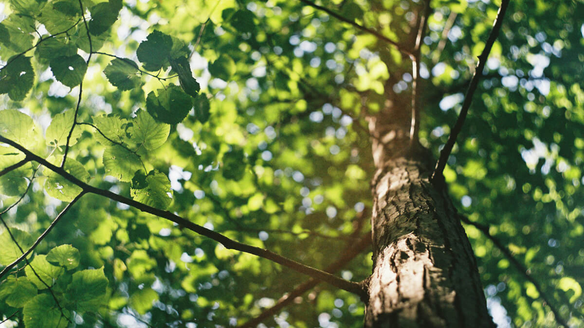 Know Your Tree Care? 10 Do’s and Don’ts of Year-Round Tree Maintenance