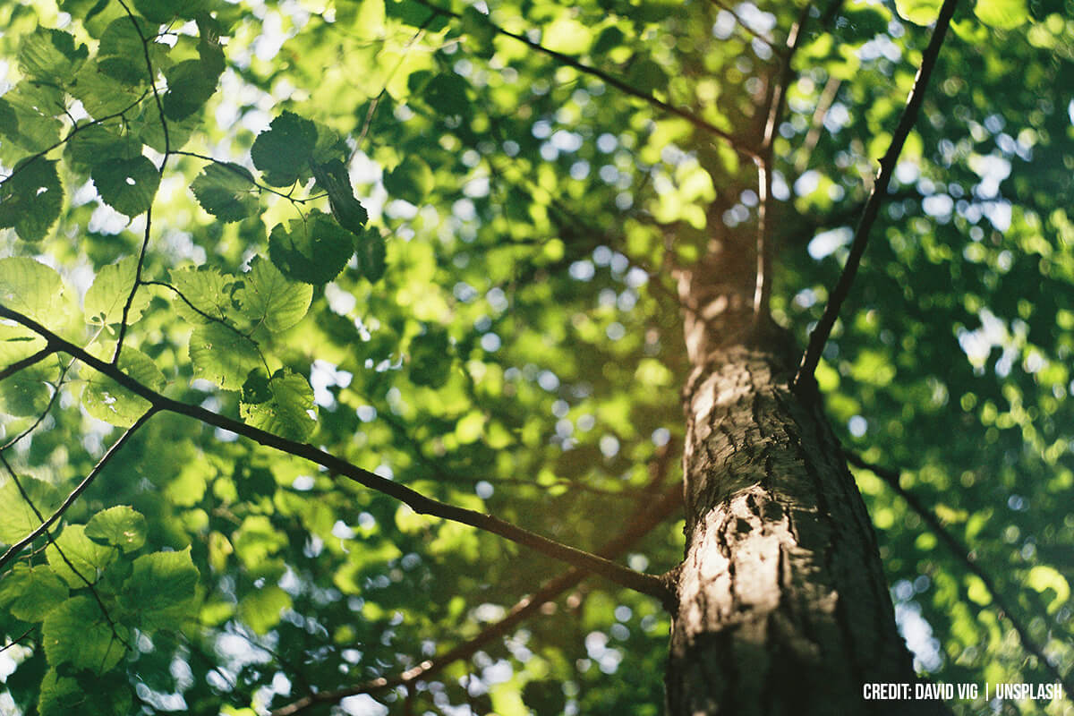 Know Your Tree Care? 10 Do’s and Don’ts of Year-Round Tree Maintenance