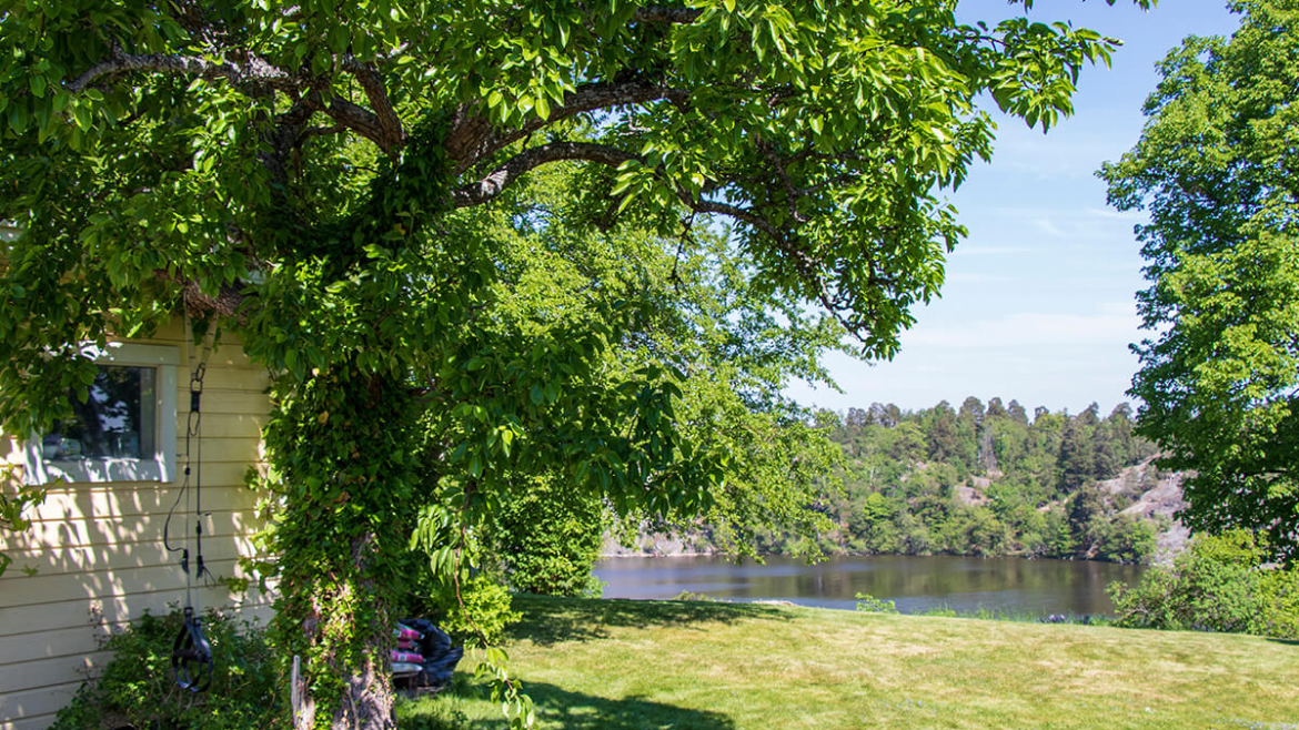 Did You Know Shade Trees Are an Investment? 10 Reasons Why They’re Your Most Profitable Assets