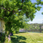 Did You Know Shade Trees Are an Investment? 10 Reasons Why They’re Your Most Profitable Assets