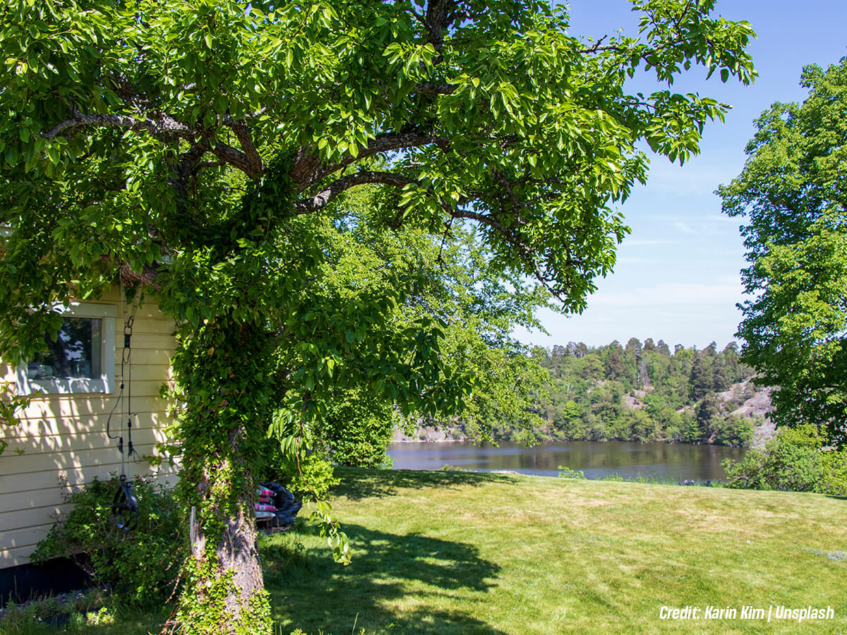 Did You Know Shade Trees Are an Investment? 10 Reasons Why They’re Your Most Profitable Assets