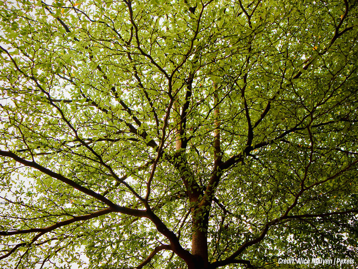 How to Deal With Fungal Tree Infections