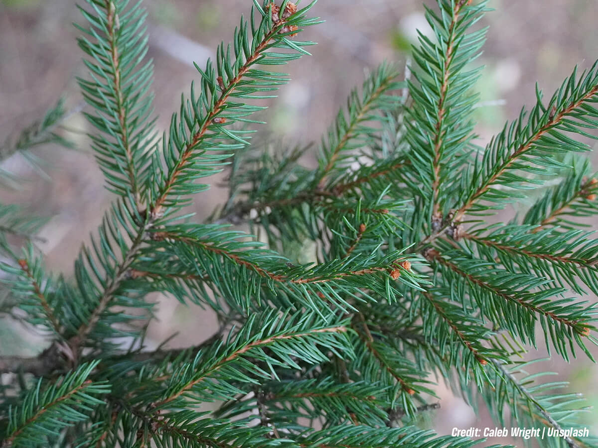 Selection of Densely Foliaged Evergreen Species