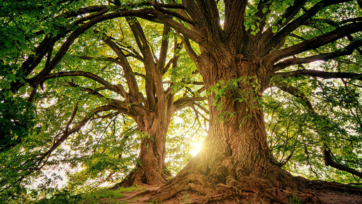 What Fungal Tree Diseases Should You Watch Out For, and How Can You Deal With Them?
