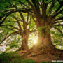 What Fungal Tree Diseases Should You Watch Out For, and How Can You Deal With Them?