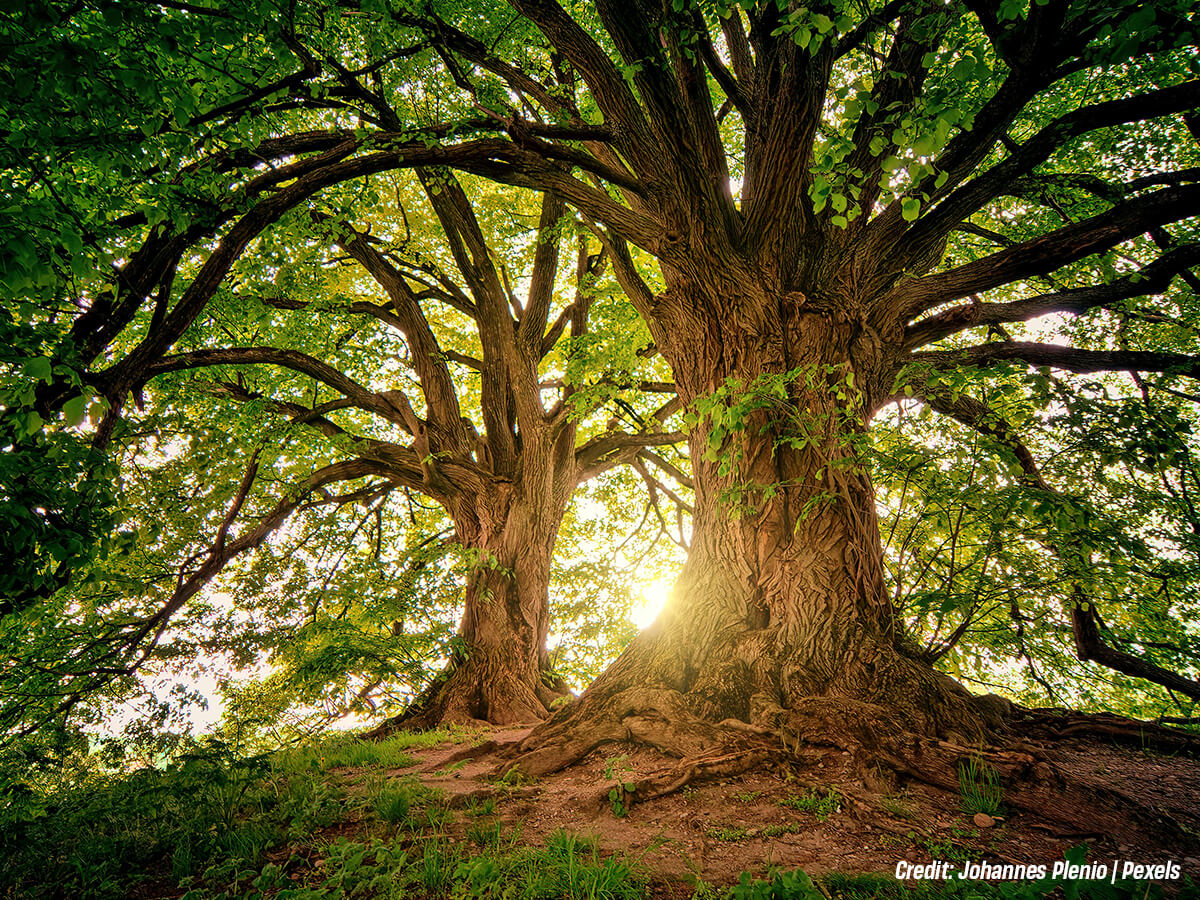 What Fungal Tree Diseases Should You Watch Out For, and How Can You Deal With Them?