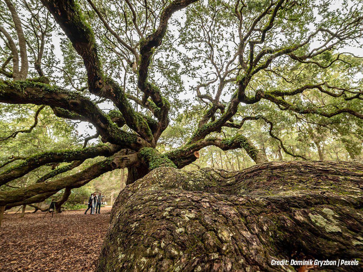 What Fungal Tree Diseases to Watch Out For