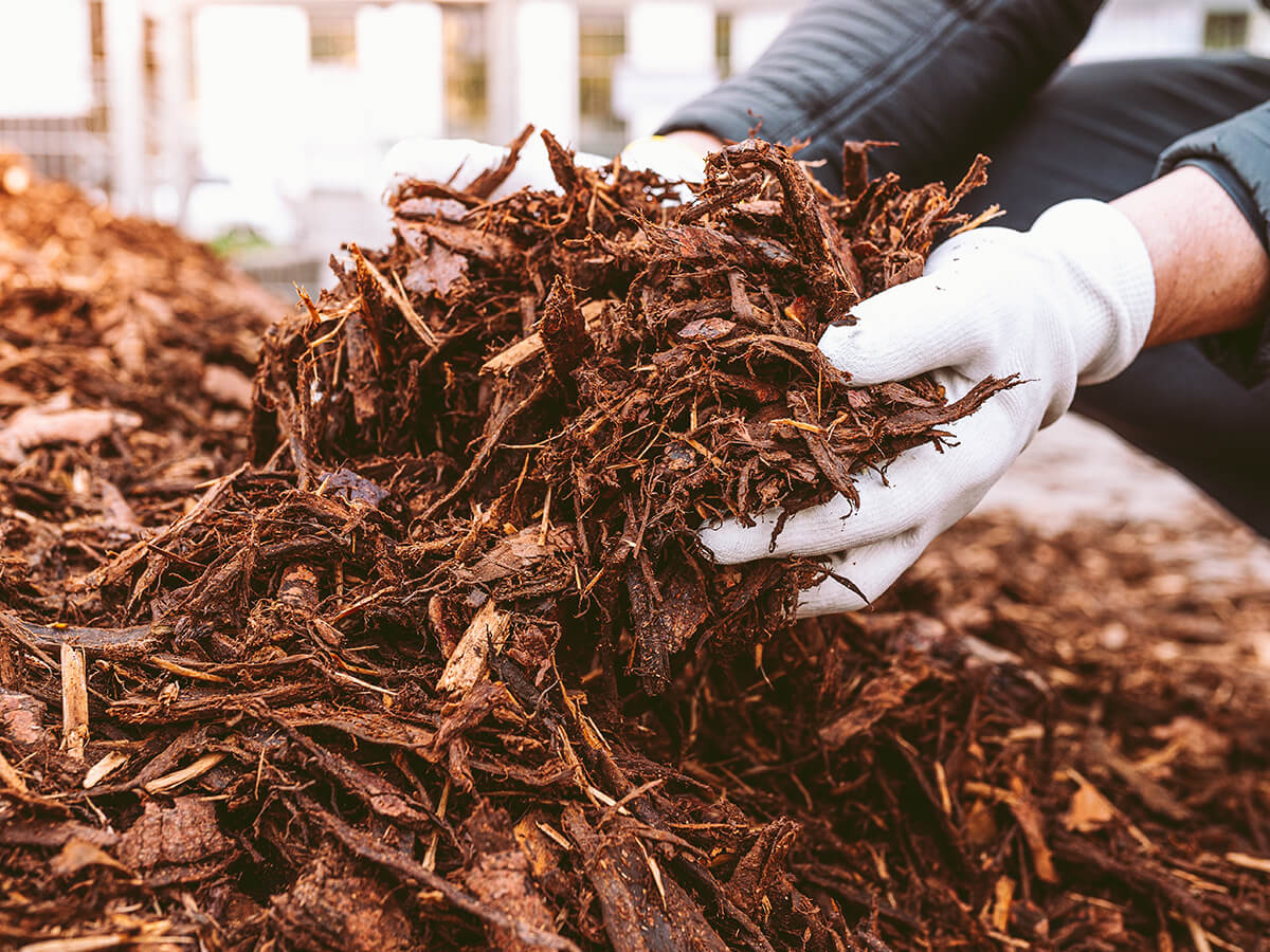 Apply a Protective Layer of Organic Mulch