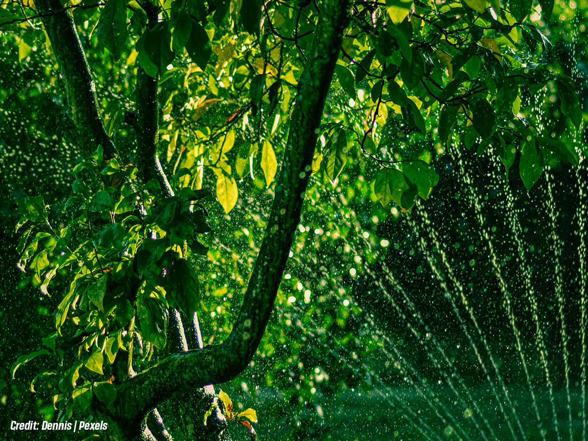 Commit to Deep, Infrequent Watering