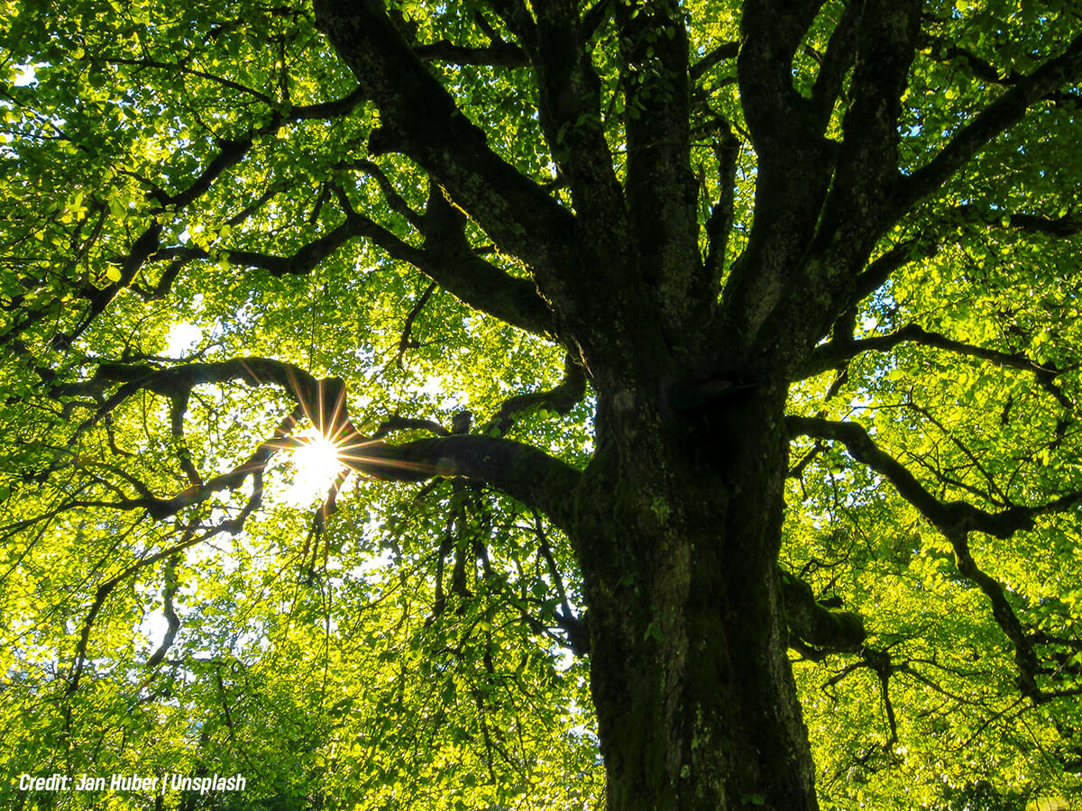Elevate the Lower Canopy