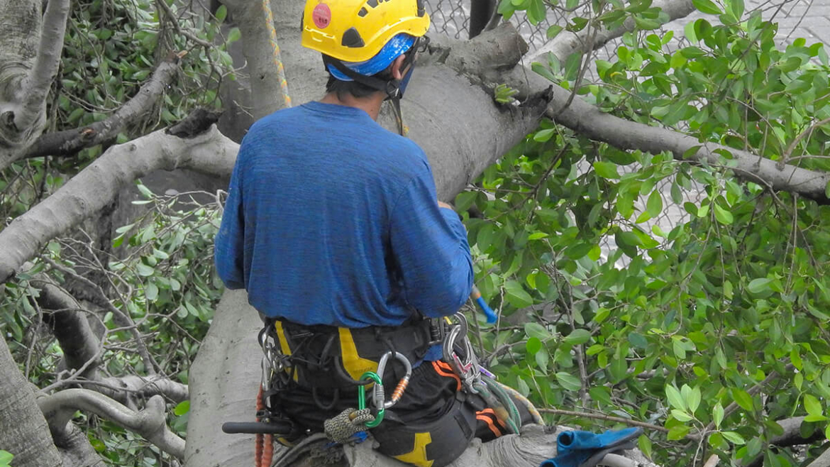 How Best to Prune Your Tree? 7 Ways to Optimize Summer Airflow