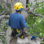 How Best to Prune Your Tree? 7 Ways to Optimize Summer Airflow
