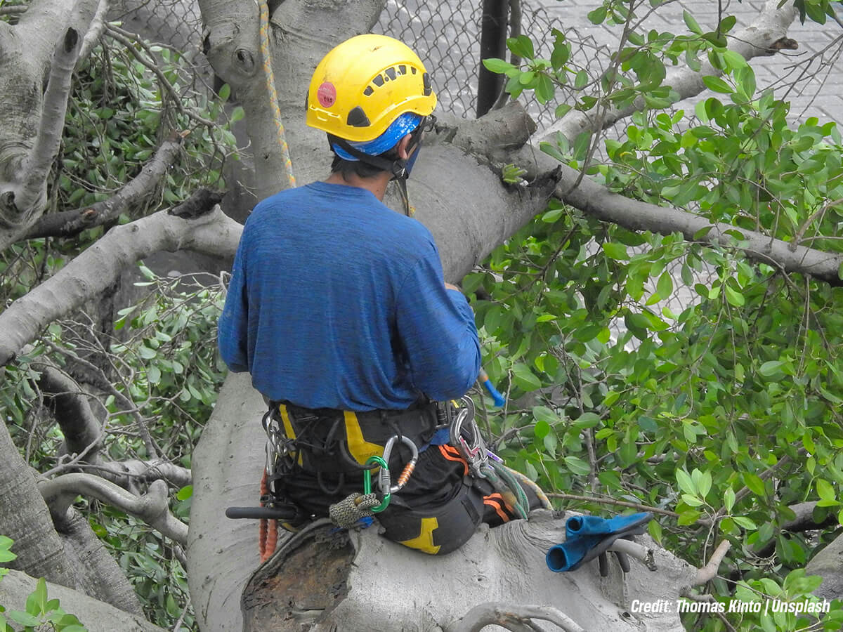 How Best to Prune Your Tree? 7 Ways to Optimize Summer Airflow