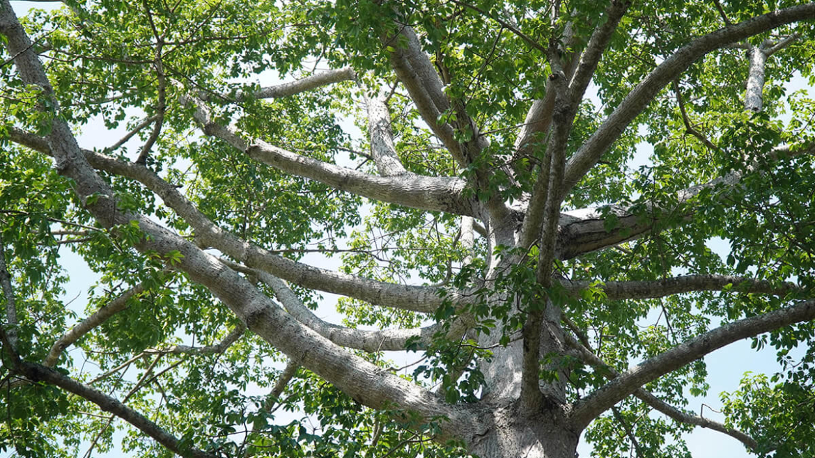 How to Beat the Heat? 7 Ways Canopy Trees Help You Stay Cool