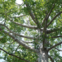 How to Beat the Heat? 7 Ways Canopy Trees Help You Stay Cool